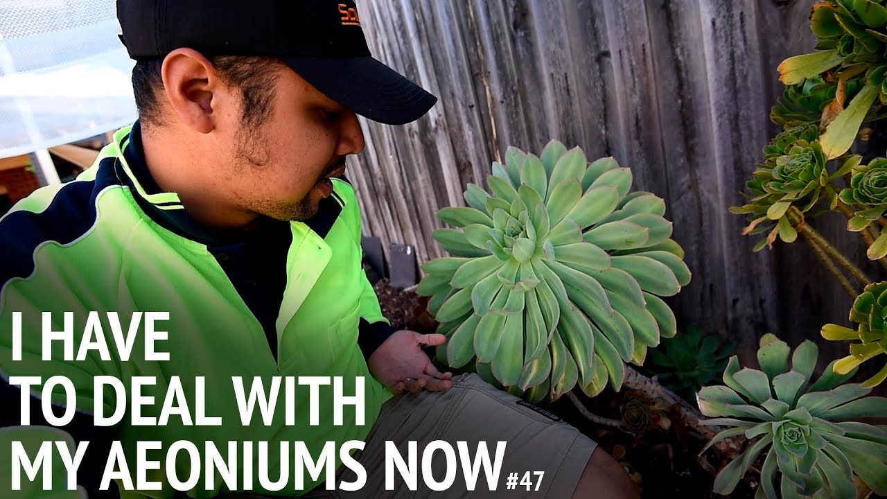 #47 About those aeoniums...