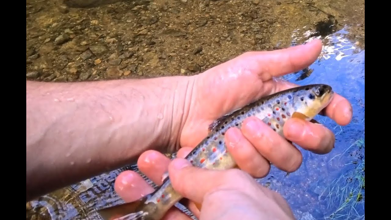 Dupamasa de pescuit pe Somesul Rece, la altitudine de 700 metri. Pastravi indigeni, Catch & Release
