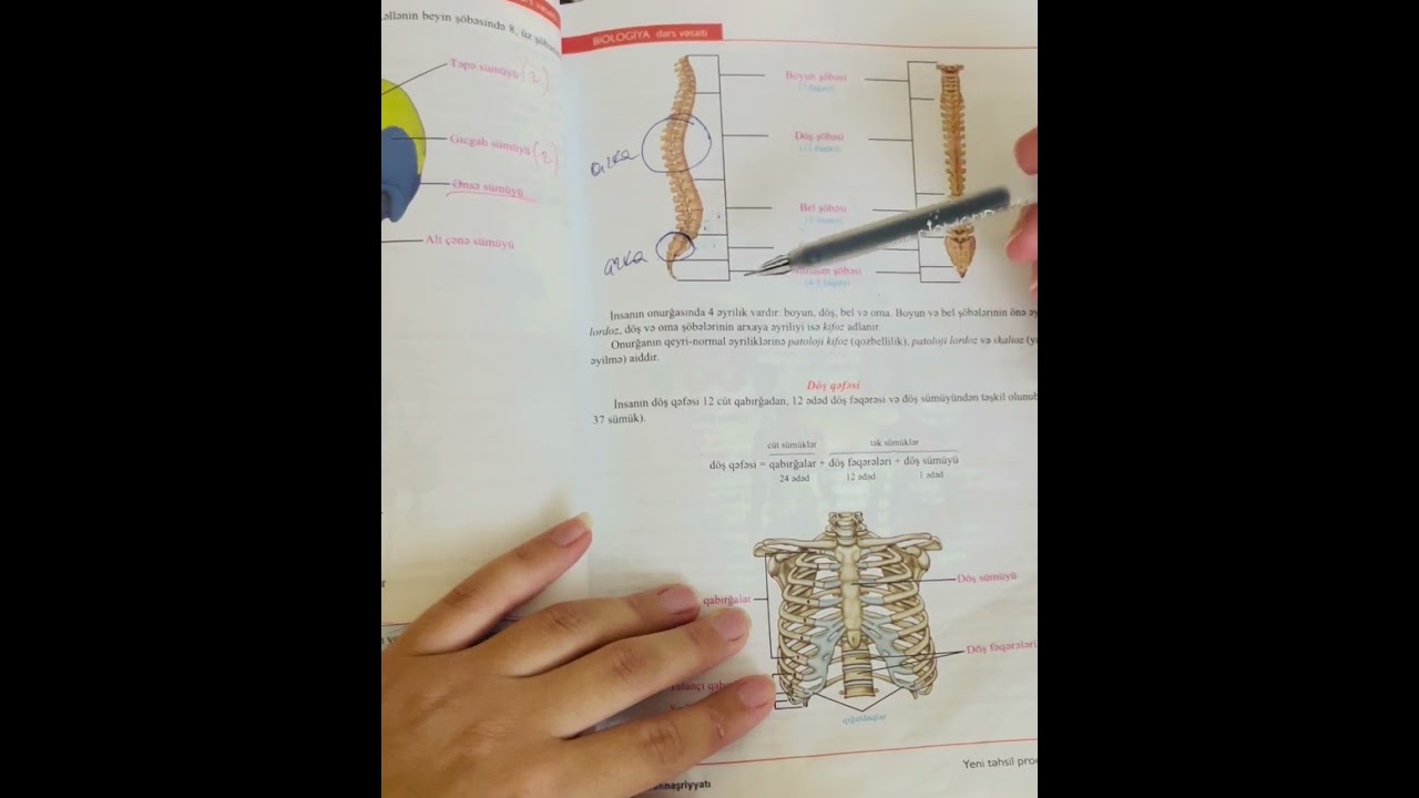 İnsan skeleti və sümük birləşmələri..  _biologiya__hazirligi_