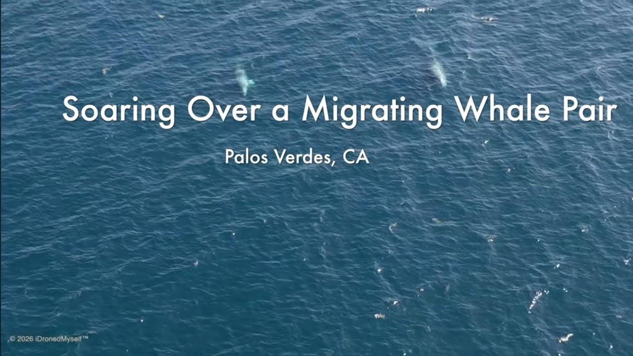 Soaring Over Migrating Gray Whale Pair off Palos Verdes Coastline #drone #whales #iDronedMyself