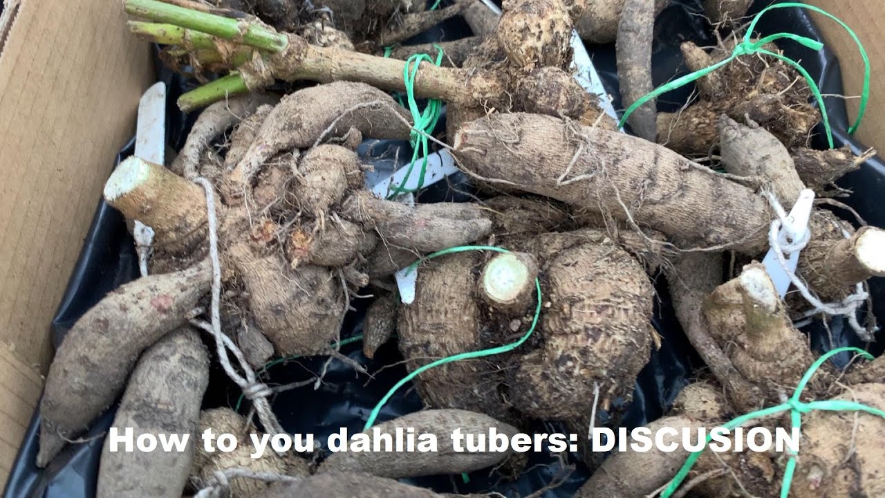 How to store your dahlia tubers : DISCUSSION
