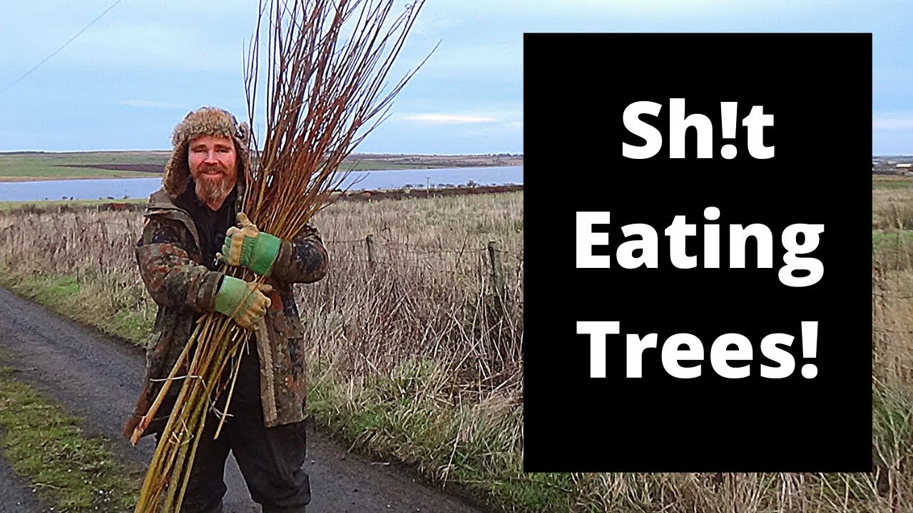 Human waste biomass willow system.