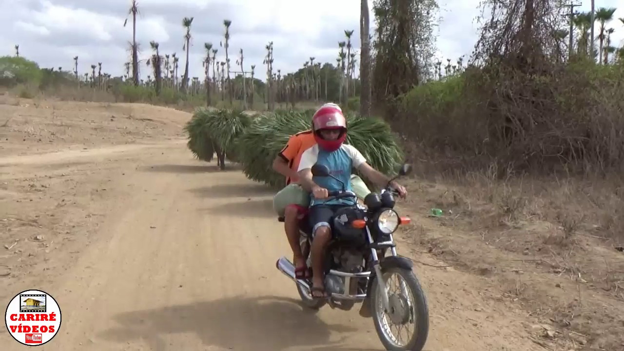 Jumentos transportando palhas da carnaúba, no sertão de Juriti - Cariré,CE