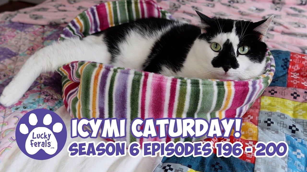 ICYMI Caturday! * Lucky Ferals S6 Episodes 196 - 200 * Cat Videos Compilation - Feral Kittens