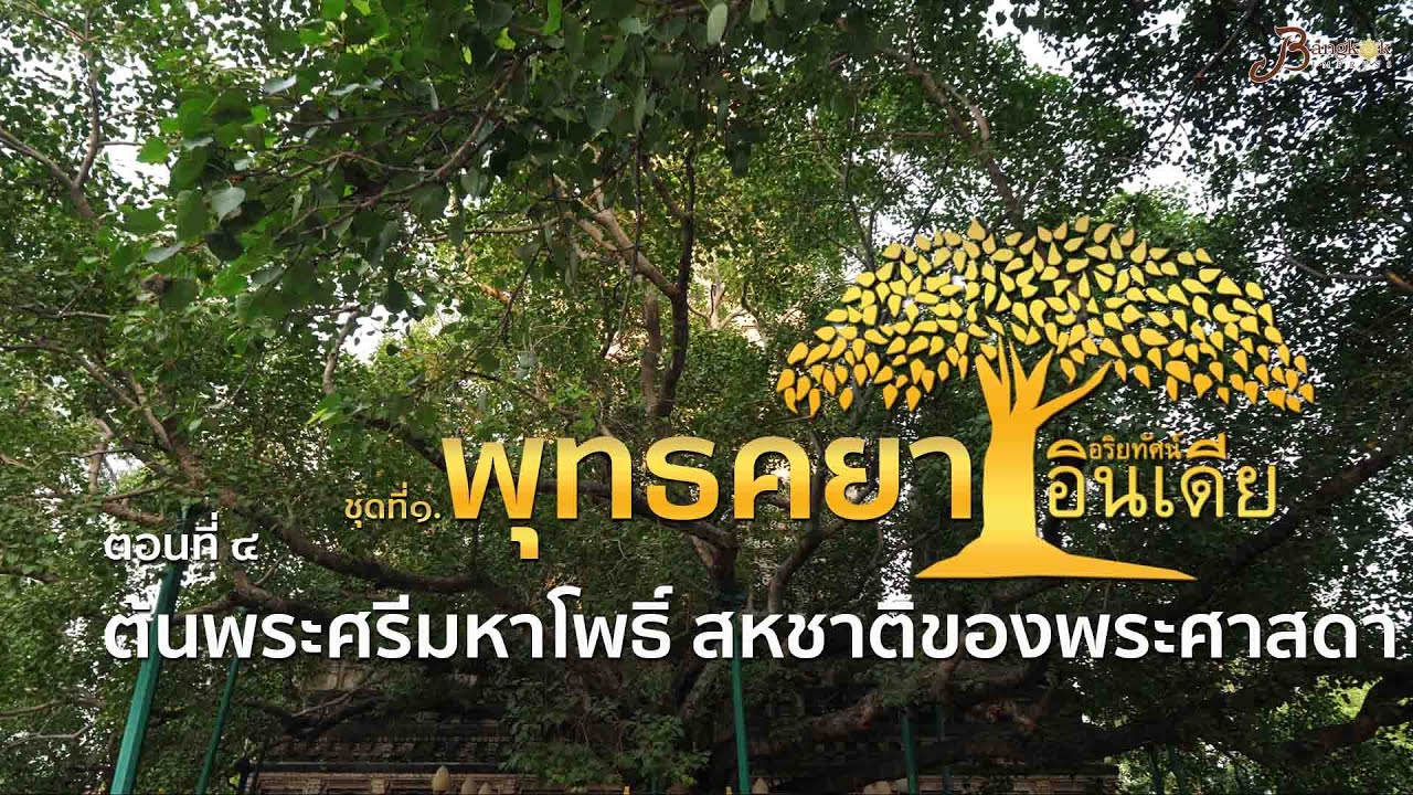 สารคดีชุด : อริยทัศน์อินเดีย ชุดที่ ๑ พุทธคยา l ตอนที่ ๔ ต้นพระศรีมหาโพธิ์ สหชาติของพระศาสดา