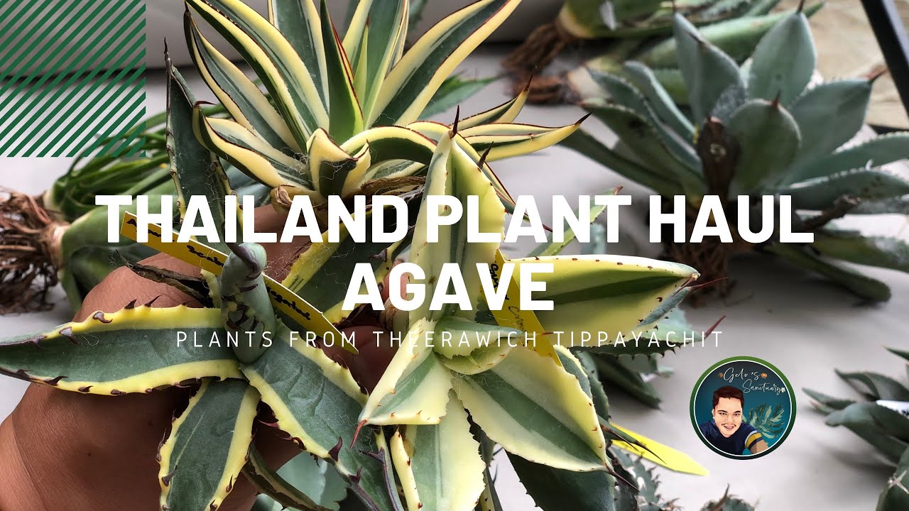 PLANT HAUL - Agave from Thailand