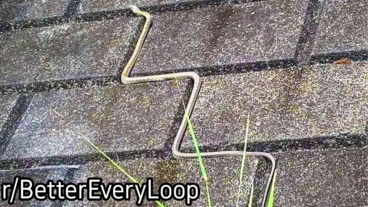 r/BetterEveryLoop | A Snake Slithering Perfectly...