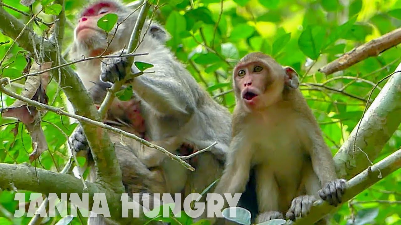 OMG! monkey Janna can't wait her turn, Janna crying spoil request milk, Janna Jealous Jody