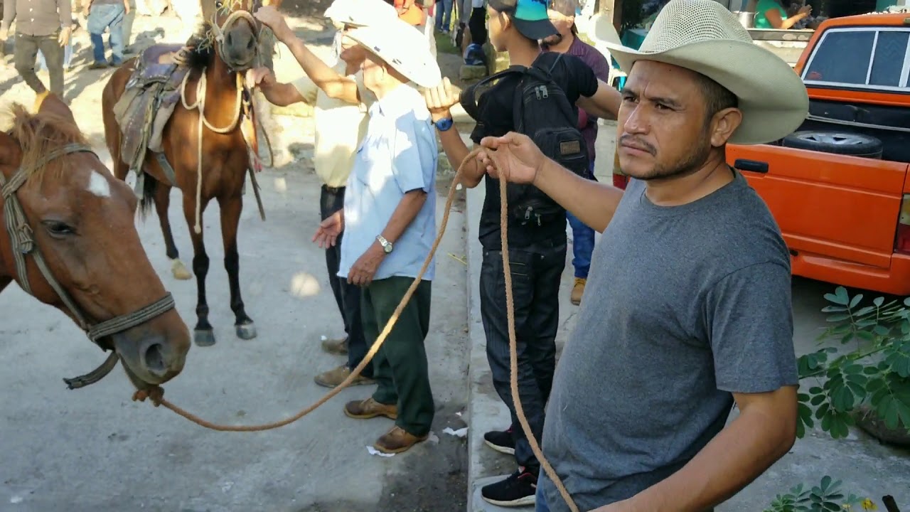 Tiangue de San Rafael Cedros Caballos y Potrancas