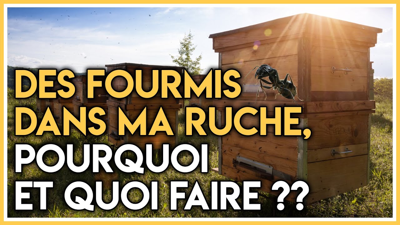 Dès fourmis dans ma ruche,🐝pourquoi et quoi faire ??