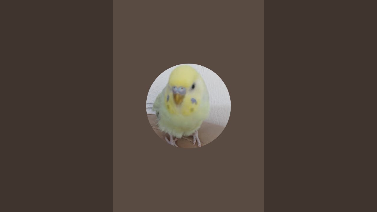 Leandrosouza está ao vivo!