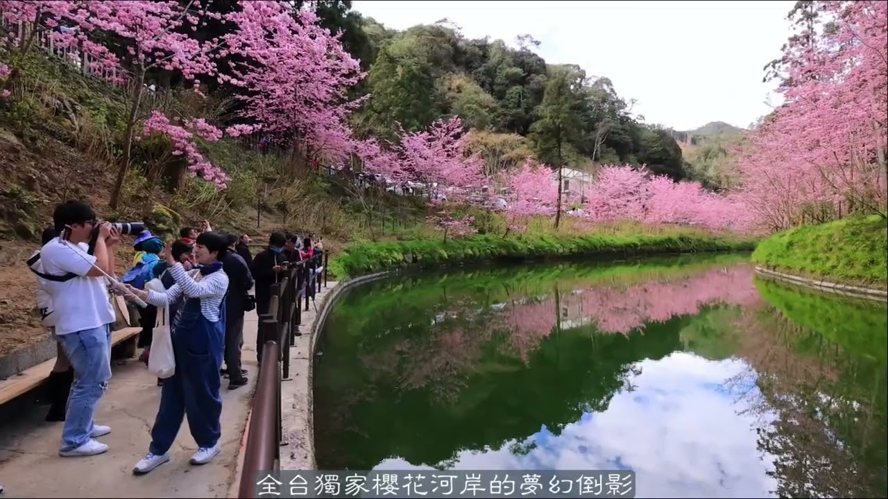 杉林溪櫻花分享