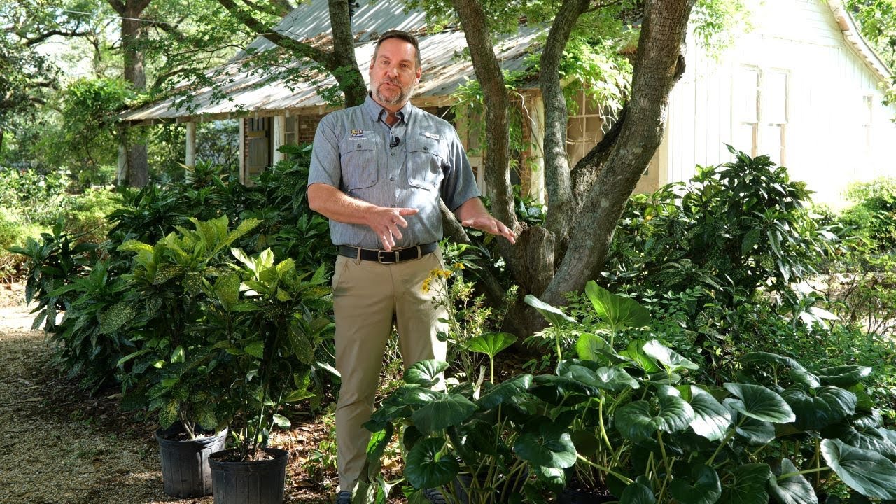 Get It Growing: Tractor seat plant is great for shade gardens