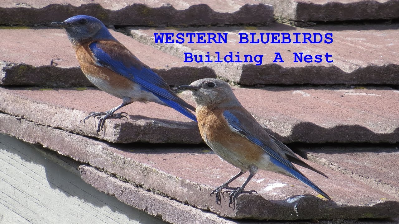Western Bluebird Nest Box ~ Western Bluebirds Nesting (2021 14th Nest) ~ Nature Shared