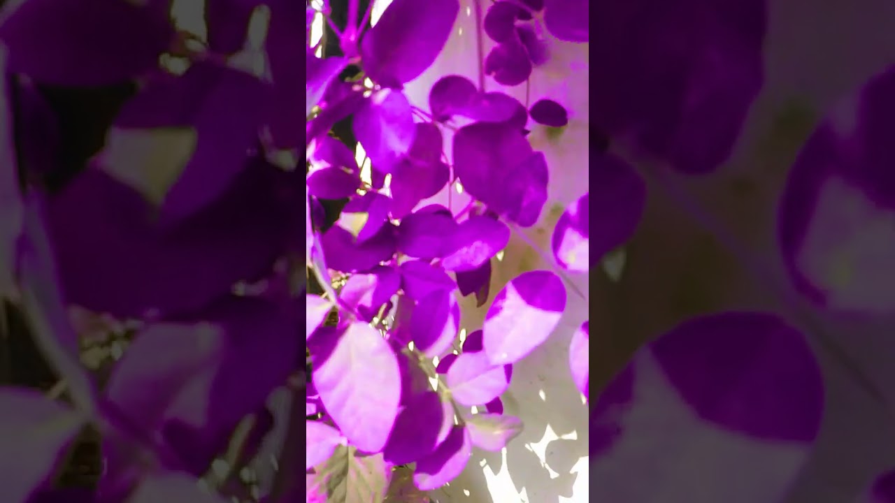 baby joining#purple plants#