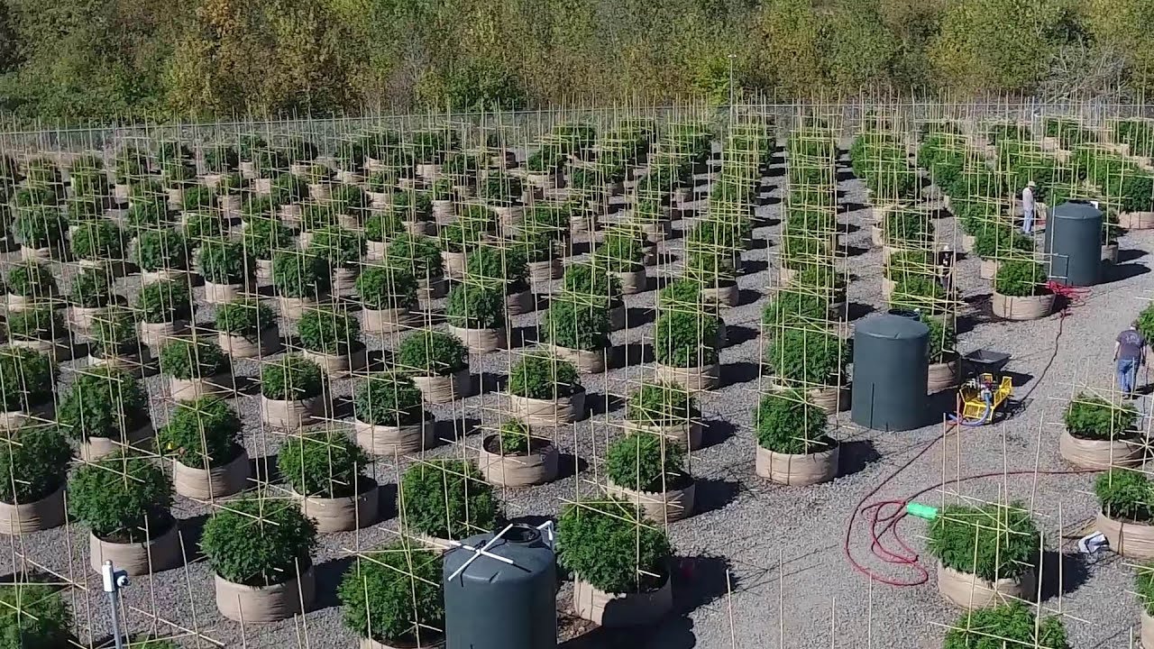 Ways to Winterize Your Outdoor Fabric Pots
