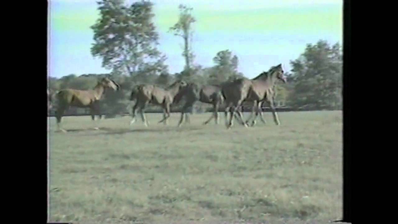 Northern Dancer a Champion part 1