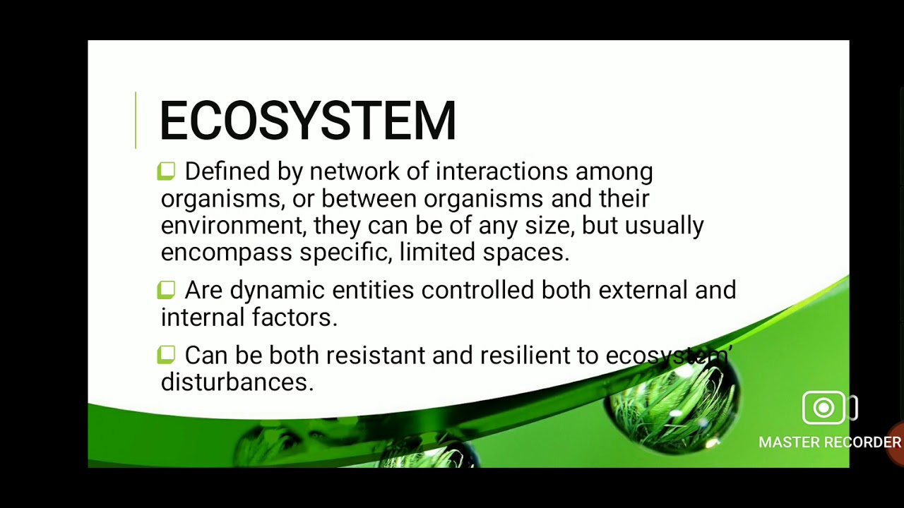 Complete Structure and Function of the Ecosystem during Equilibrium