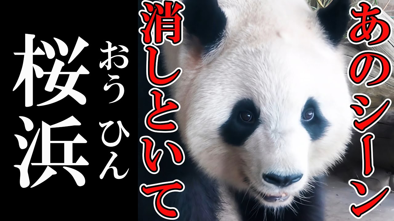 我慢の限界⁉ 怒りの頭ブンブンからの「すってんころりん」からの「座禅で精神統一」　らしさ全開の桜浜🌸ちゃん　　成都のぱんだ#212