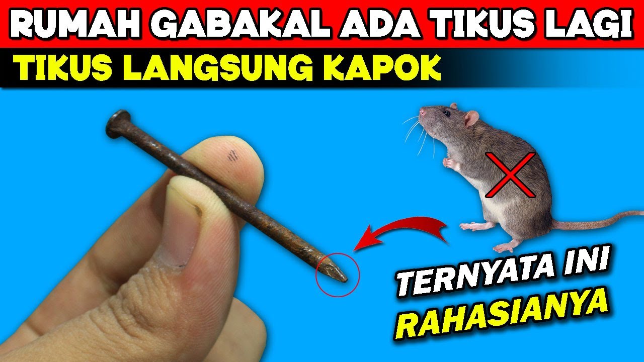 Ternyata cuma begini, rumah SELAMANYA aman dari TIKUS !!!