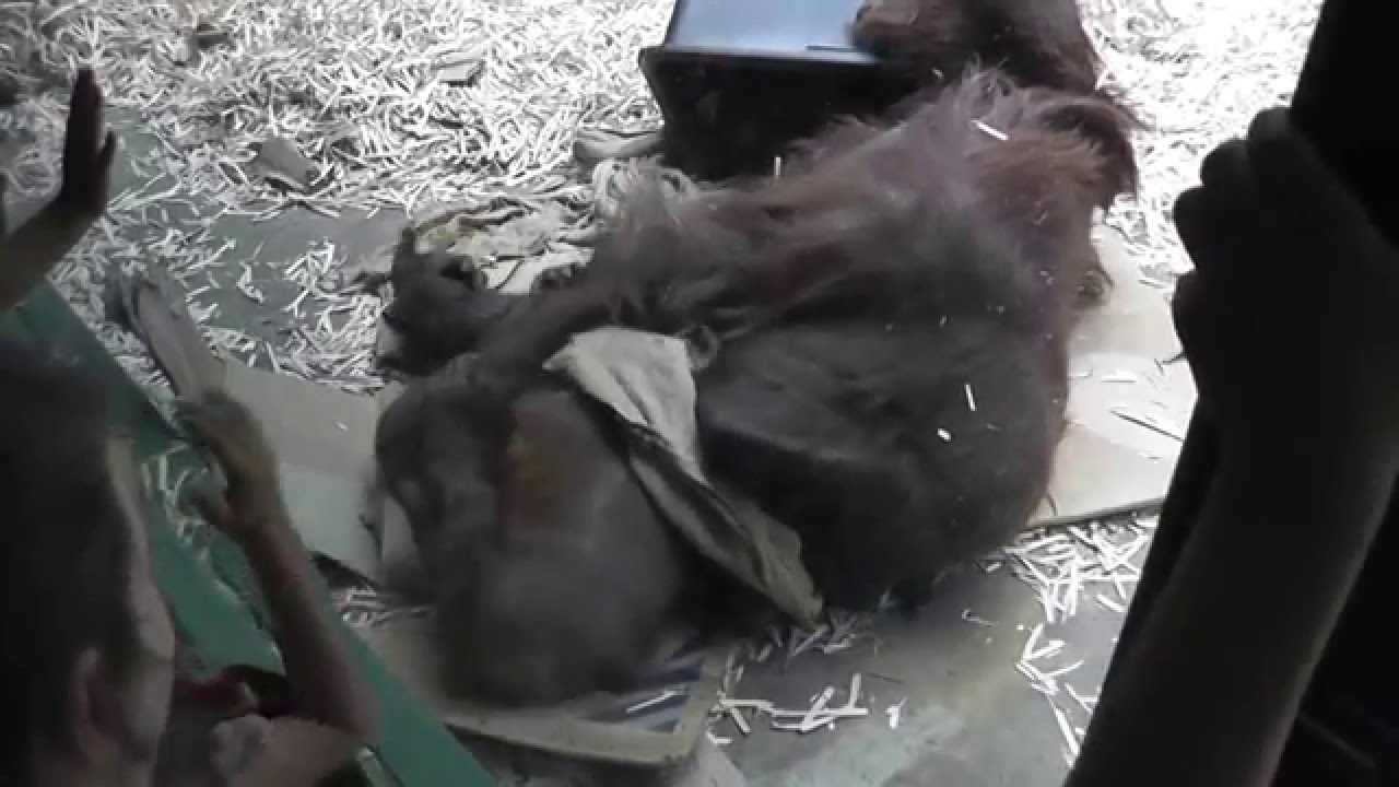 Орангутан малыш не дает папе спать