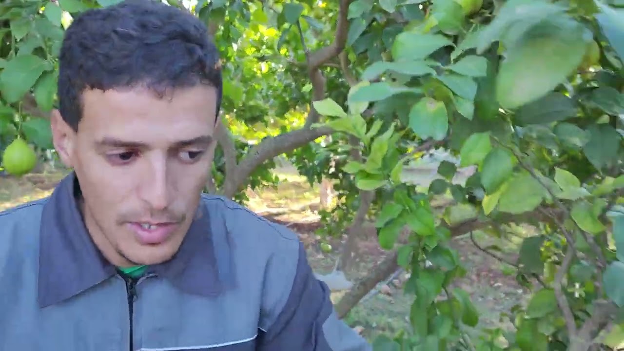 تقليم_اشجار_الليمون_تقليم_اثمار 🌿🍋🌳