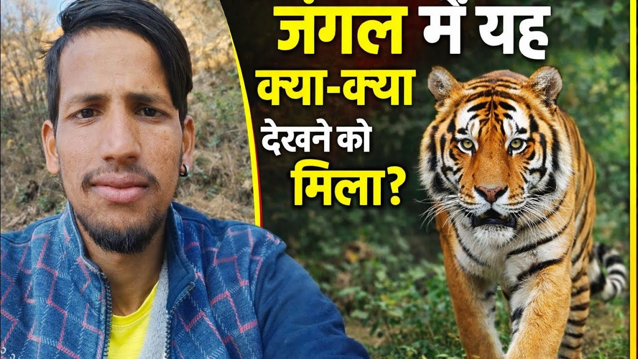 जंगल में क्या-क्या देखने को मिला। पहाड़ों में आवाले का सीजन #devbhumijankari 