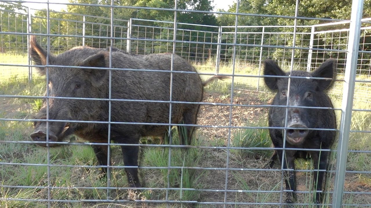 MASSIVE Wild Boar Caught!