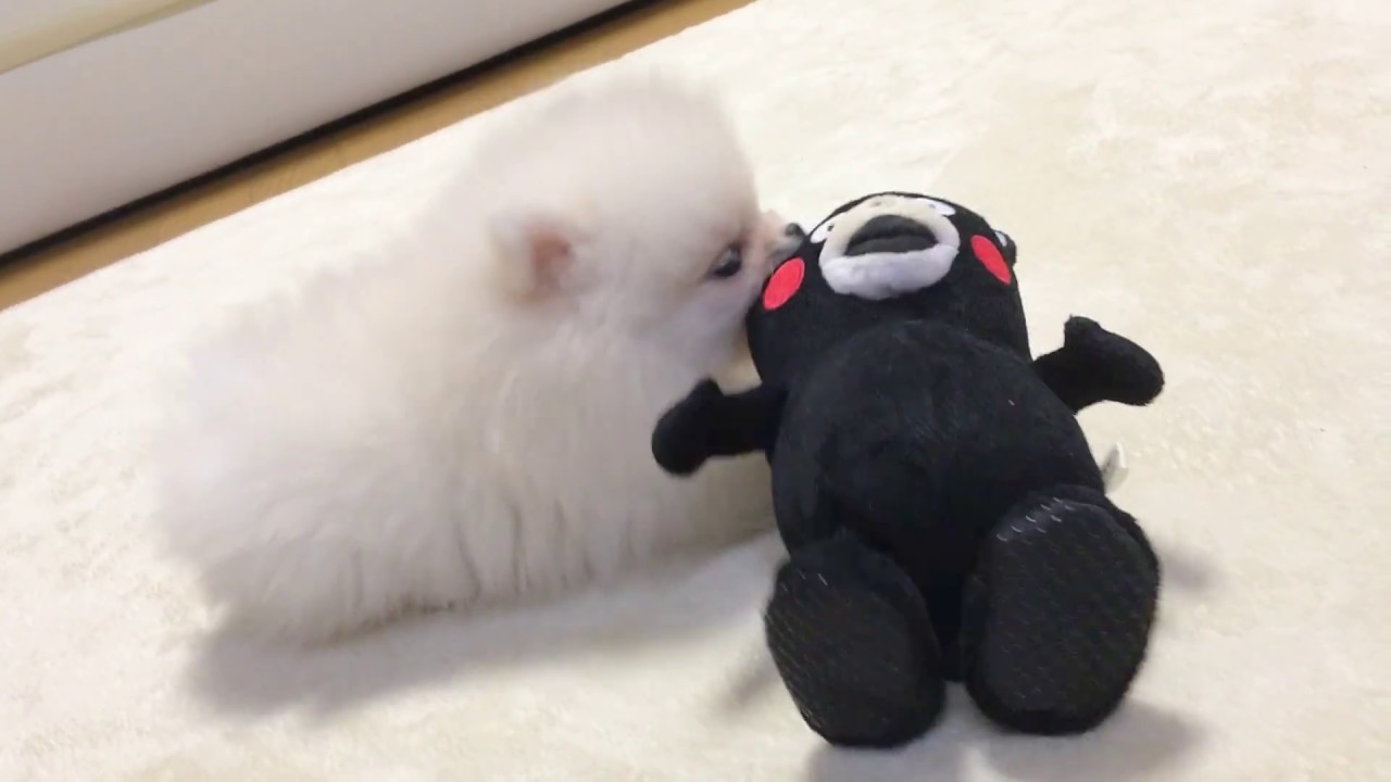 可愛すぎるぞ！！ポメラニアンの赤ちゃんVSくまモン！！