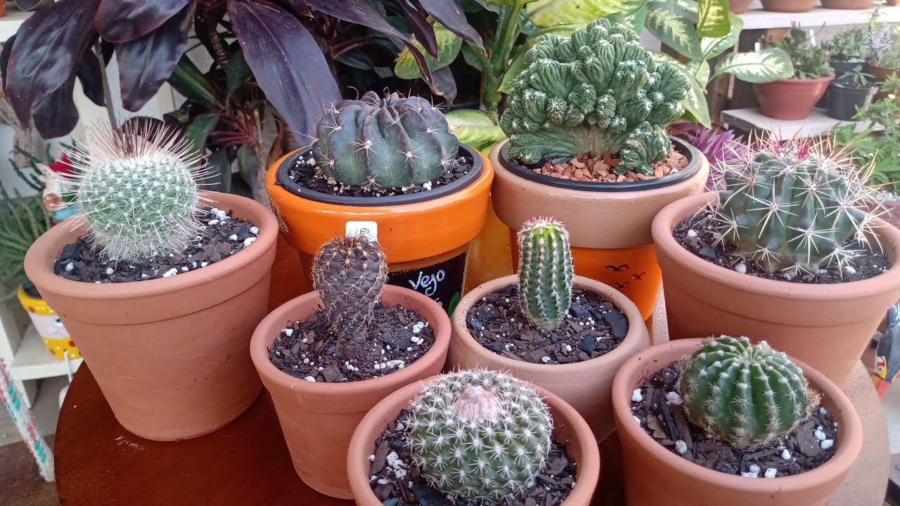 Os mais lindos Cactos que chegaram no jardim 💚