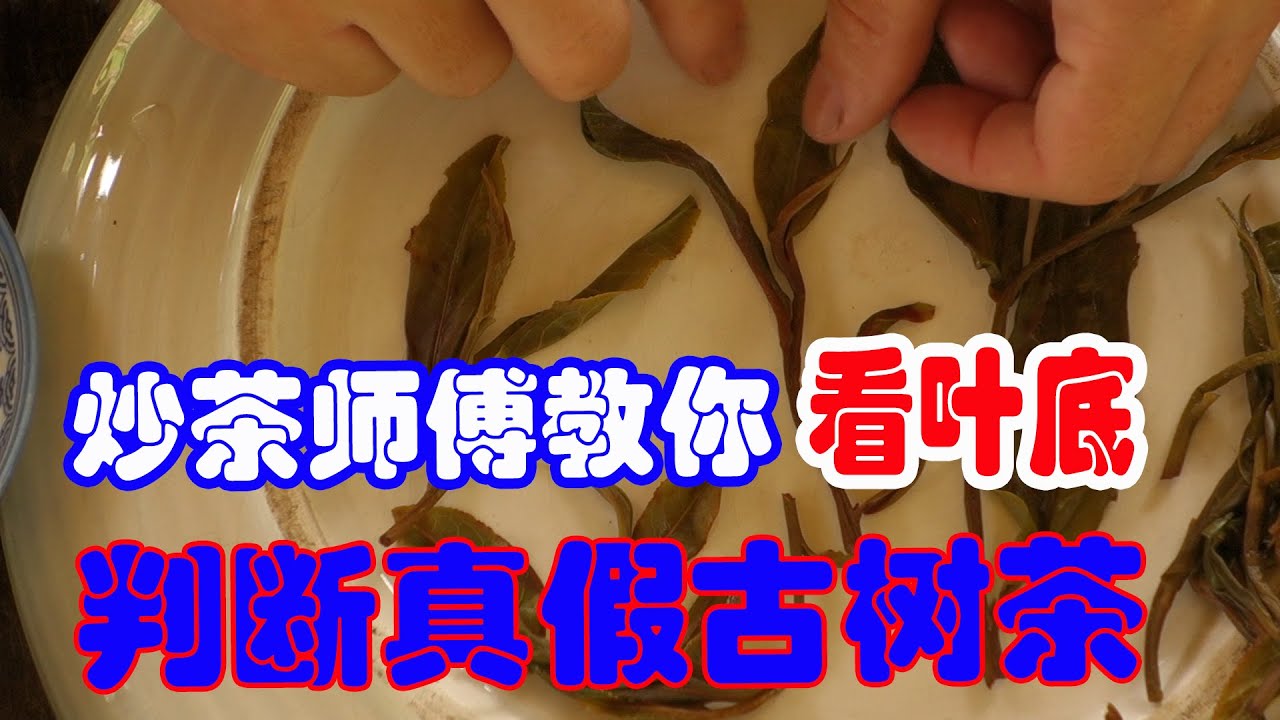 【炒茶师傅教你】怎么看叶底，从叶底判断真假古树茶