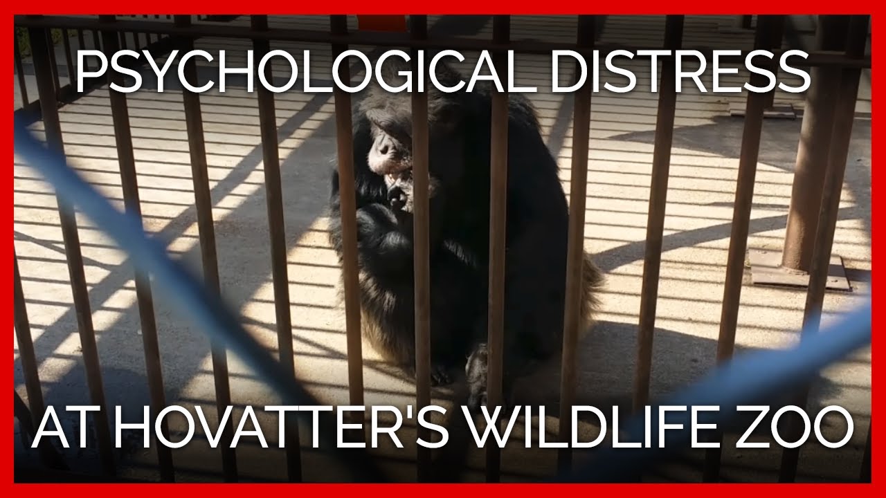 Chimpanzee at Hovatter's Wildlife Zoo Exhibits Signs of Psychological Distress