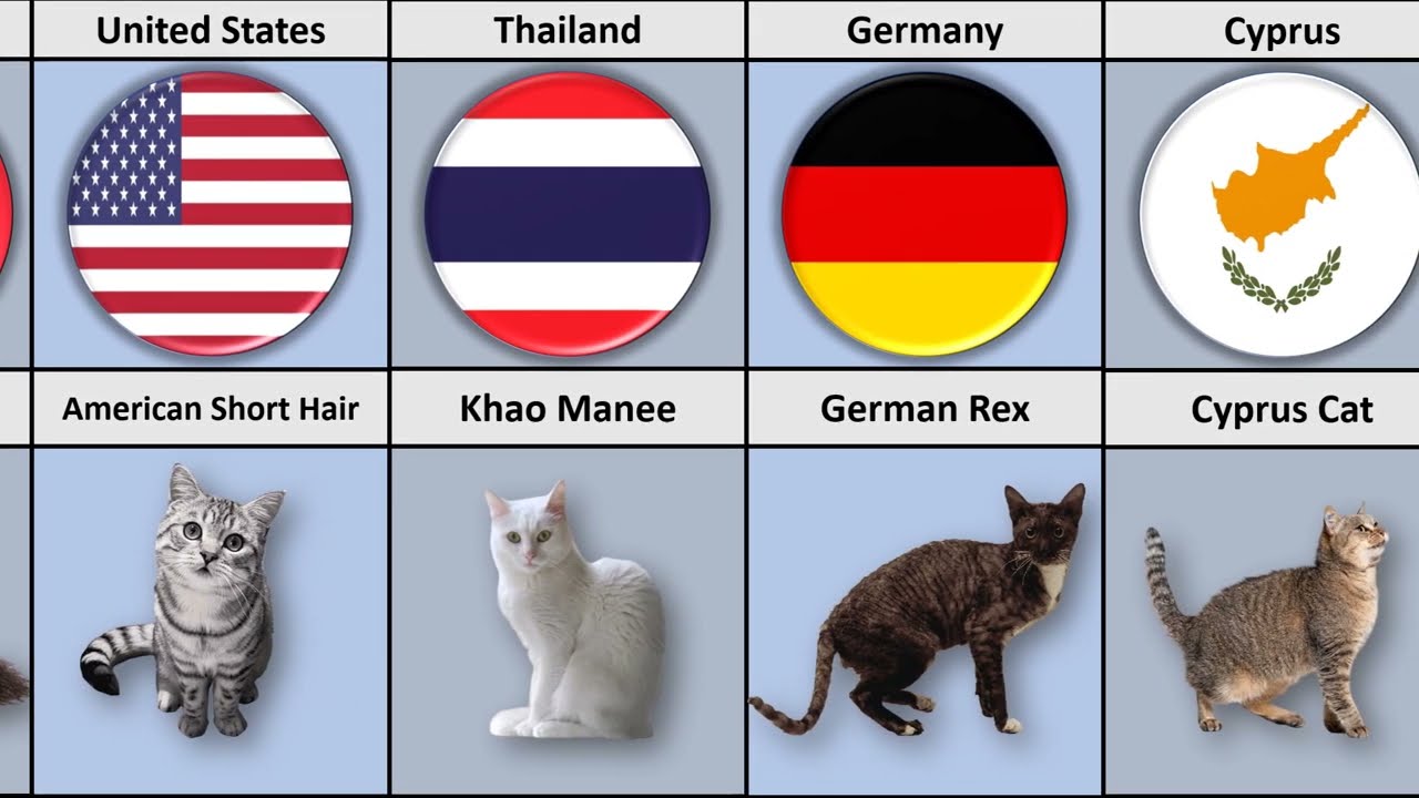 Cat From Different Countries | Cute Kittens of Different Countries