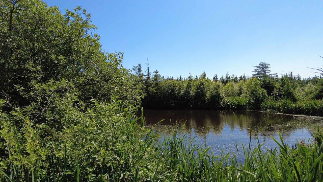 Nybæk plantage ved Løkken