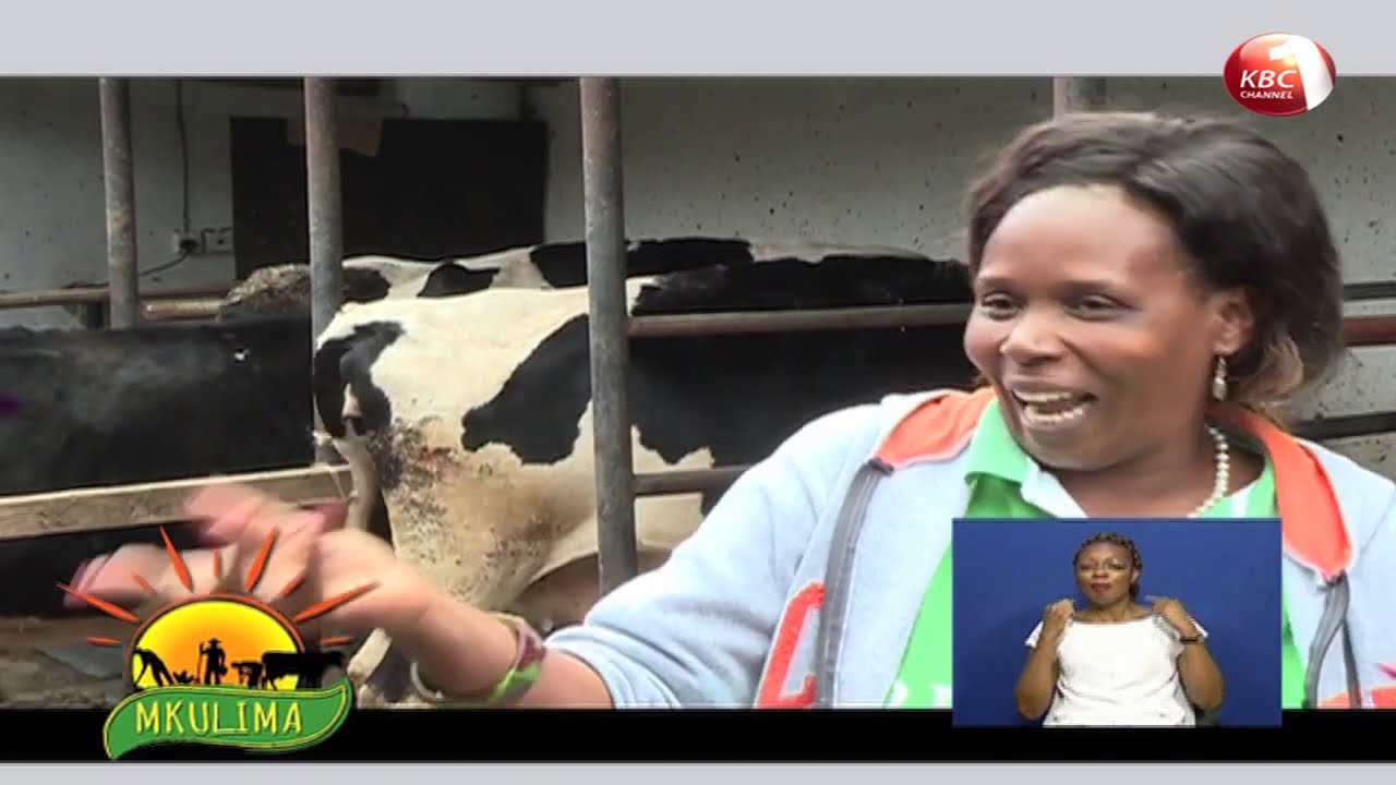 Mkulima: Kutana na Bishop Grace, mfugaji wa ng'ombe za maziwa kwenye shamba la Canaan