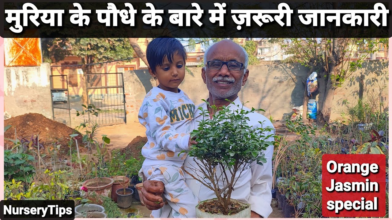 जानिए मुरिया (कामिनी) के पौधे के बारे में सारी ज़रूरी जानकारी 🌼🌿 | NurseryTips |