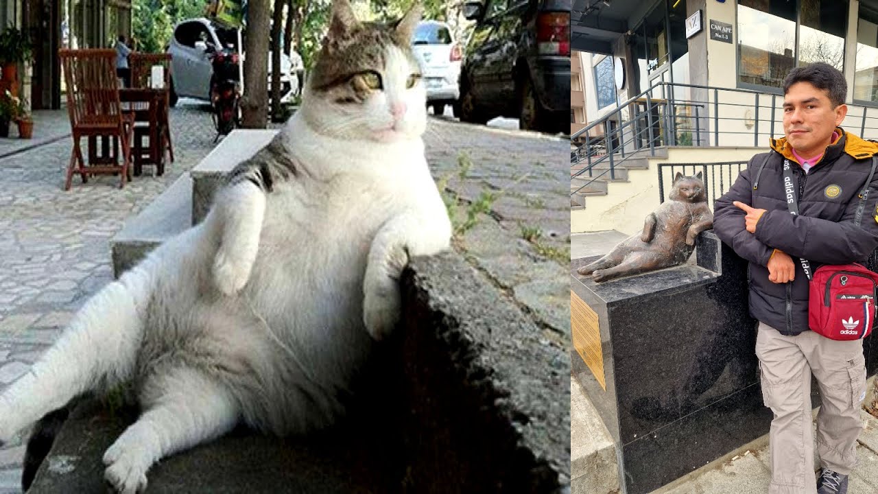 El gato más famoso de Turquía (qué ver en Estambul asiático)