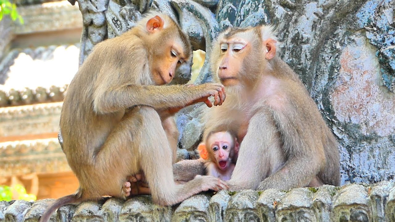 Wow So Sweet Moment of Mother Monkey Taking Care of Her baby So Well