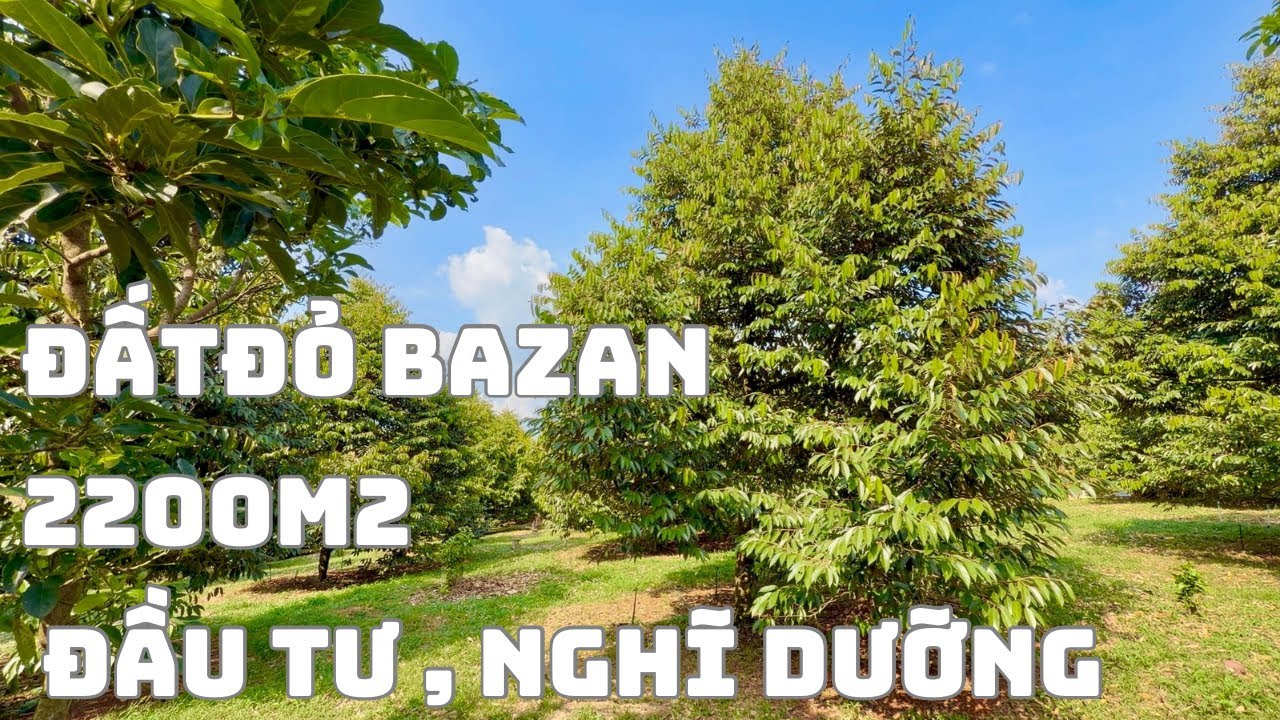 Đất Vườn 2200m2 31mX76m Có Bán Lẻ Từng Sổ Có Tiêu Cà Phê Thu Hoạch, Đường Nhựa Lớn|KO Tin Nổi 2Tỷ700