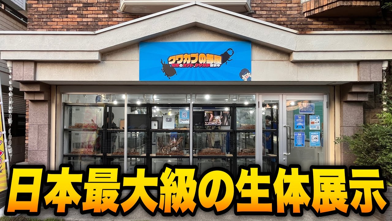 クワカブ350種以上の生体が展示されている施設に潜入【クワガタ飼育】