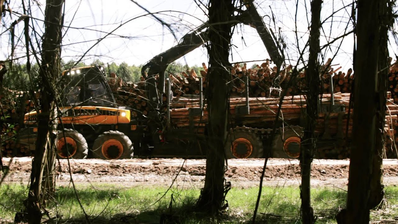 PONSSE BuffaloKing logging eucalyptus