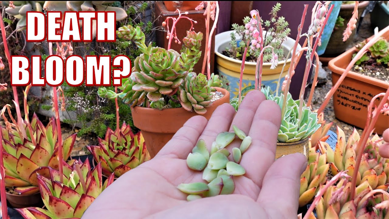 What to do with Different SUCCULENT FLOWER || Cross-pollination | Growing Succulents with LizKreate