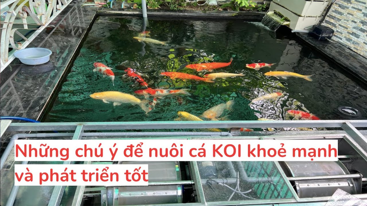 Những chú ý để nuôi cá KOI khoẻ mạnh và phát triển tốt