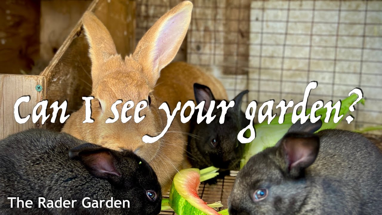 The surprising way she uses her rabbits in the garden