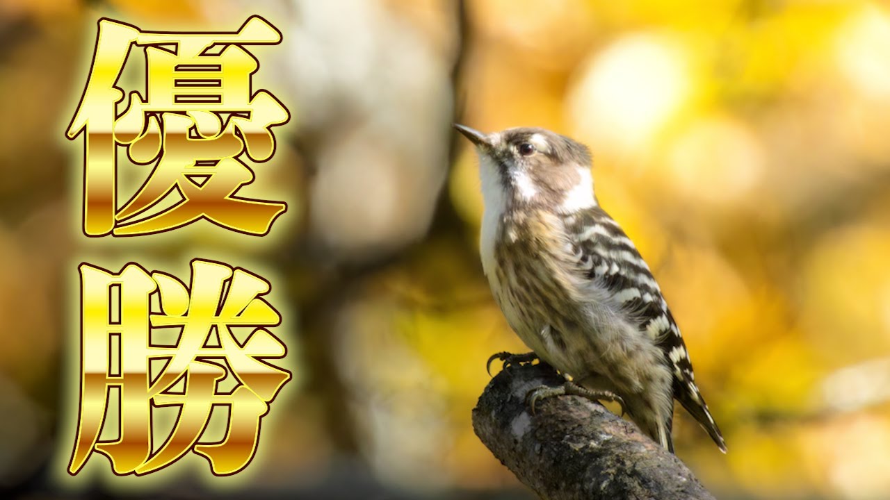 美しすぎる紅葉の中で野鳥を撮影すると…《COOLPIX P950》