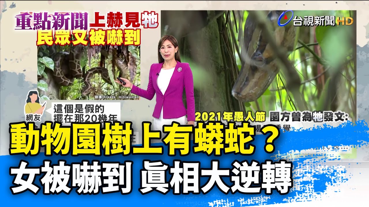 動物園樹上有蟒蛇？ 女被嚇到 真相大逆轉 【重點新聞】 -20250824