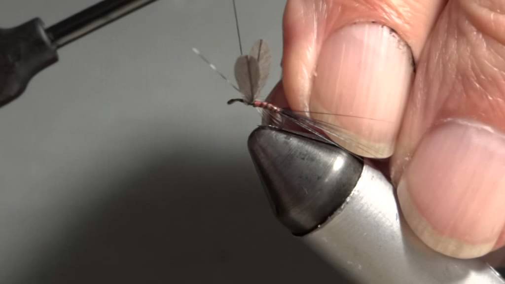 ANGLERS CURSE CAENIS