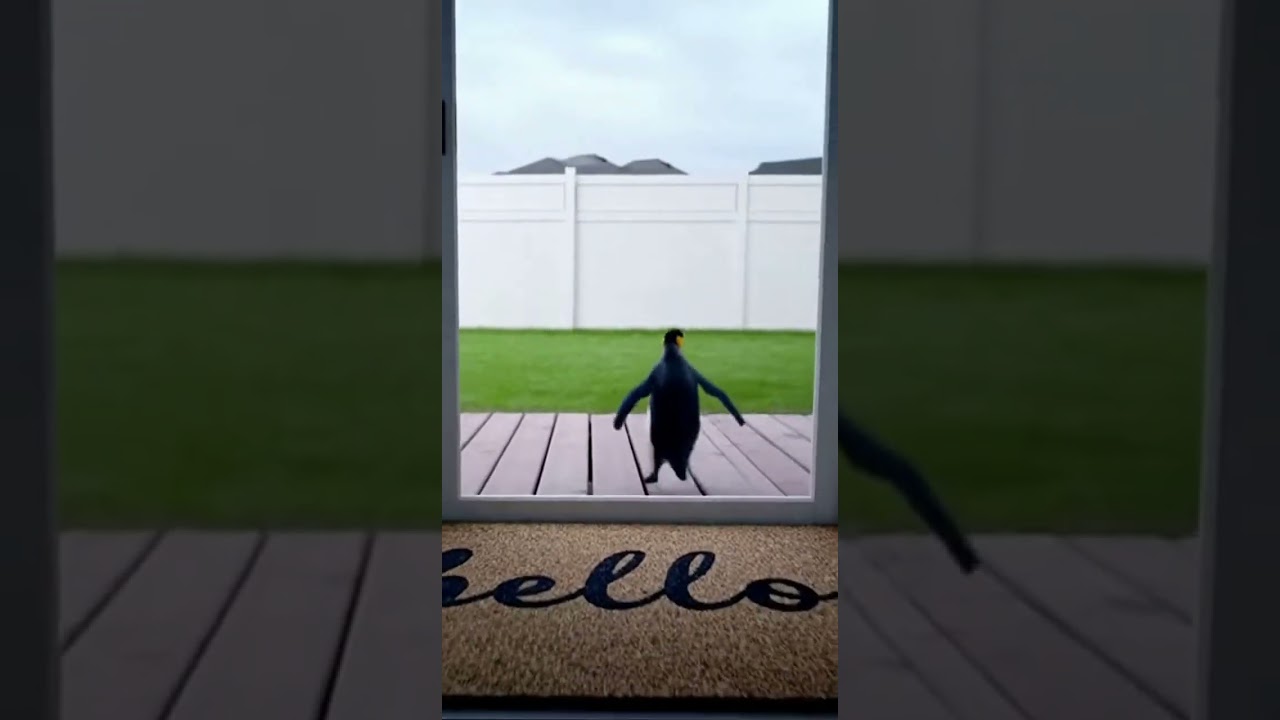 AI has officially lost its mind 😭💥🐾 AIついに壊れたwww 🤯🐧 #shorts #shorts #penguin #cat #giantcat #viral