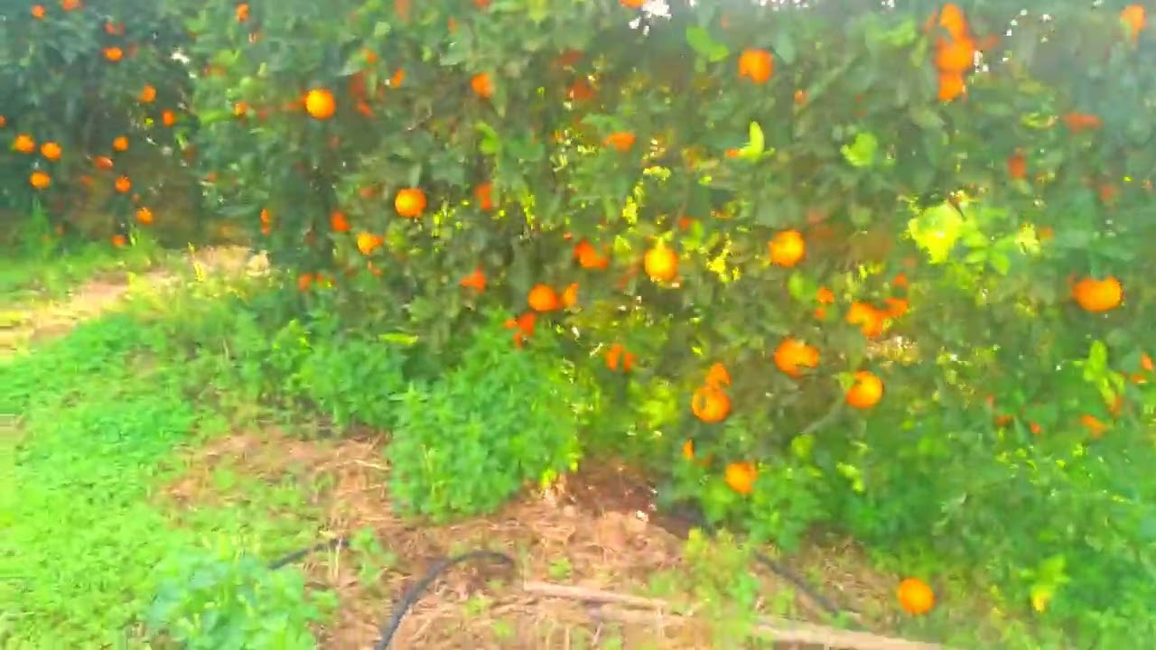 الطبيعة الجميلة في مدينة بركان