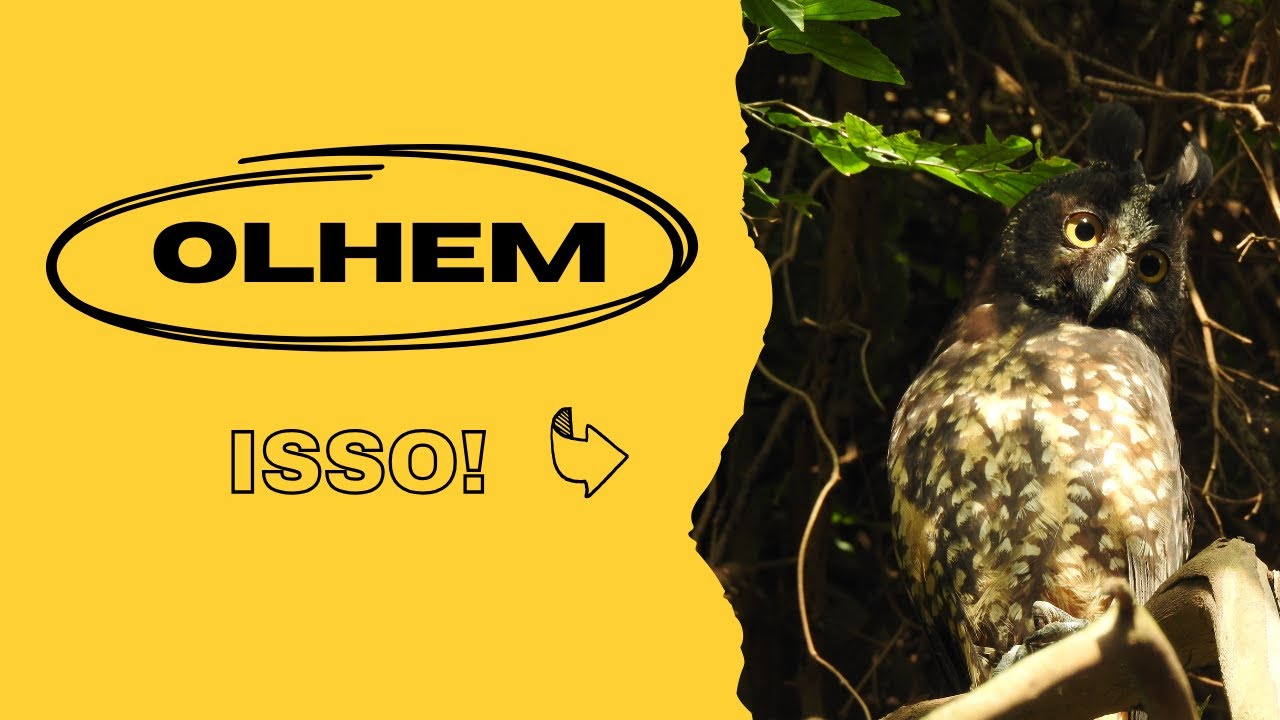 Mocho-Preto (Asio stygius)